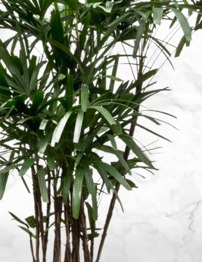 Vet kip Vergemakkelijken Grote kamerplanten | Rhapis palm M kopen? | Chicplants