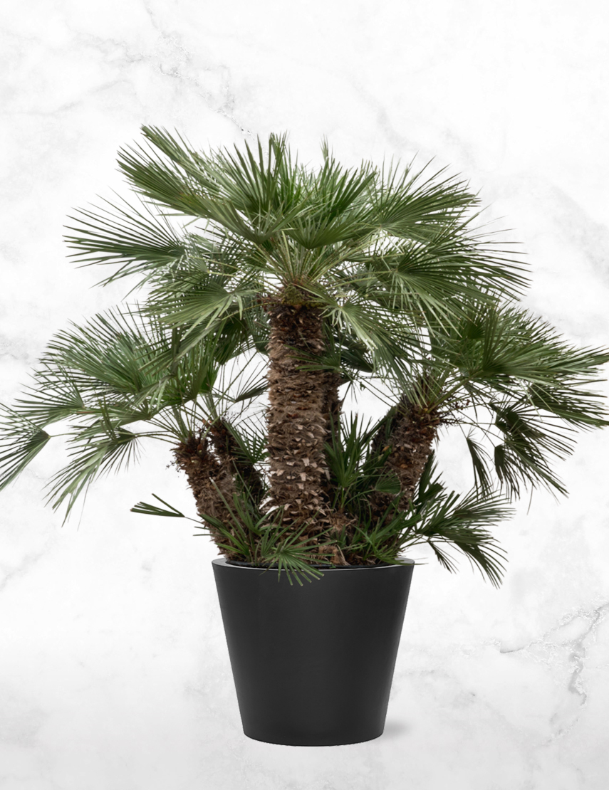 Volharding Kantine Conserveermiddel Tuinplanten | Palm kopen? Chamaerops Multistam | Chicplants