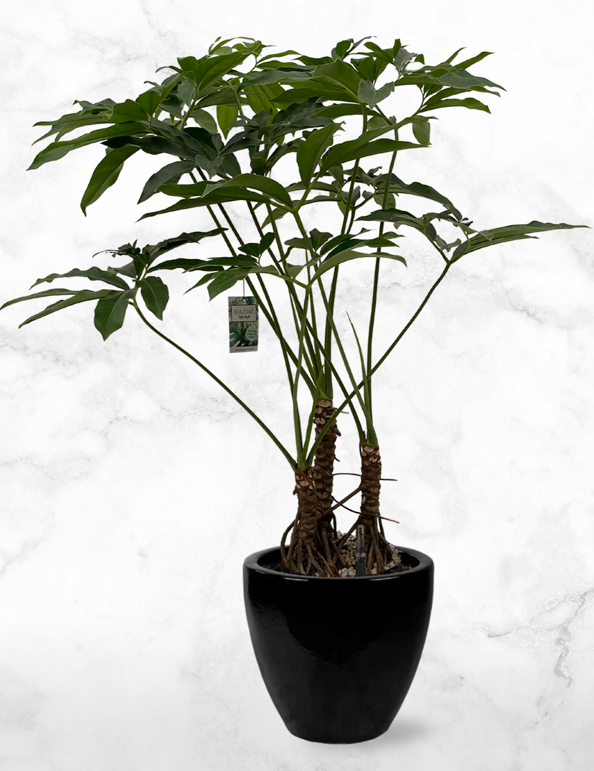 Exclusieve kamerplanten | Philodendron kopen? | Chicplants