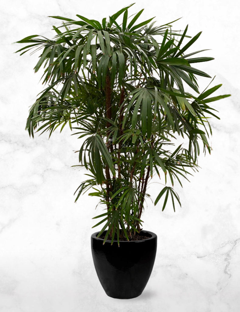 bon Van God Betrokken Grote kamerplanten | Rahpis palm XL kopen? | Chicplants