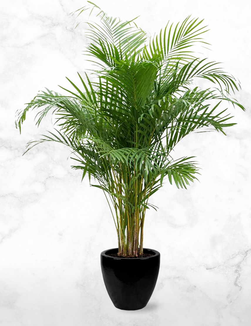 Blind prototype Opsplitsen Areca Palm L | Chicplants