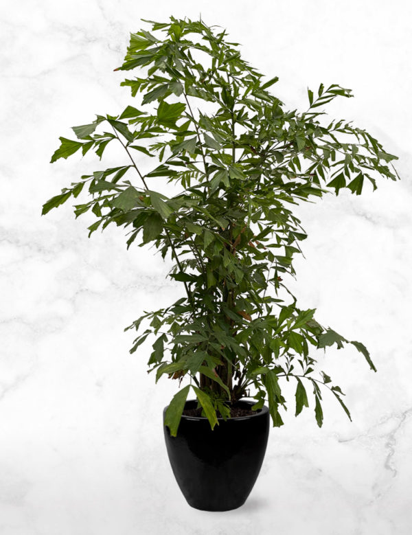 Caryota Mitis palm L