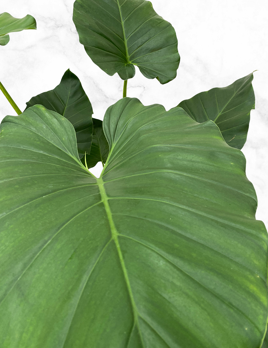 Steken optillen bouwen Exclusieve kamerplanten | Philodendron Giganteum | Groene kamerplant |  Chicplants