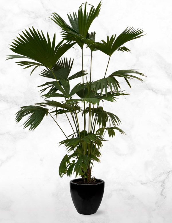 Carludovica palm L