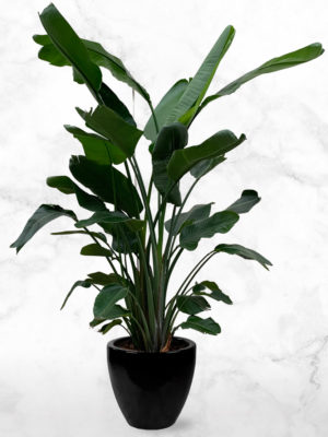 Strelitzia Nicolai XXL