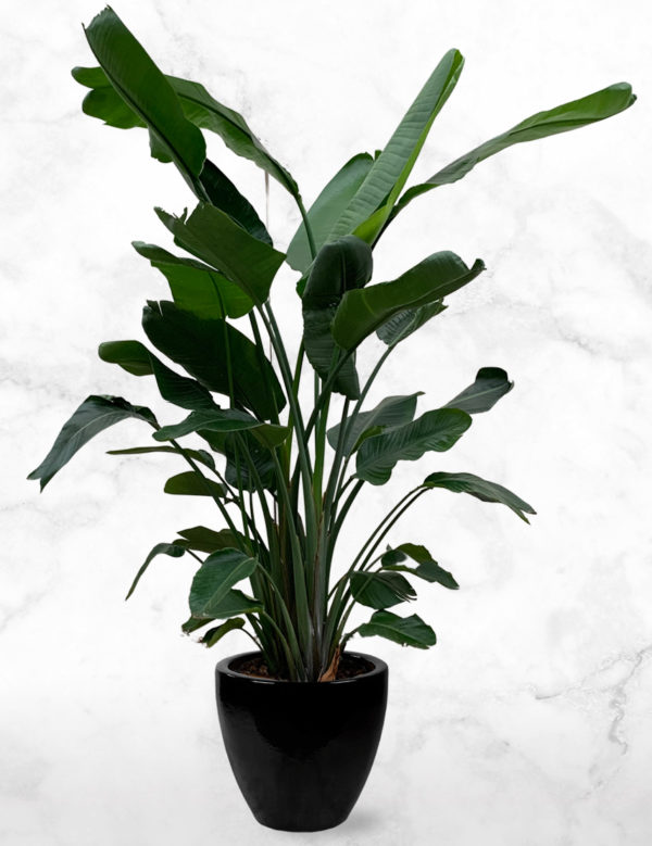 Strelitzia Nicolai XXL