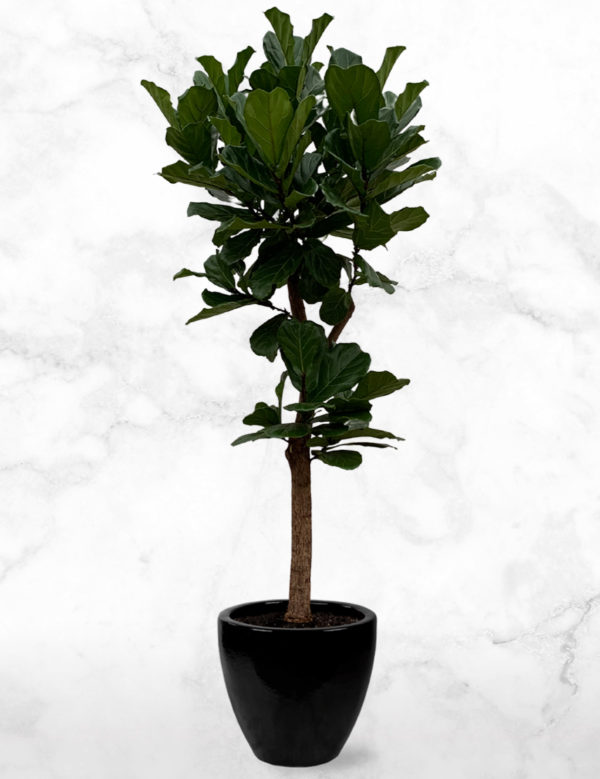 Ficus Lyrata Boom XXL