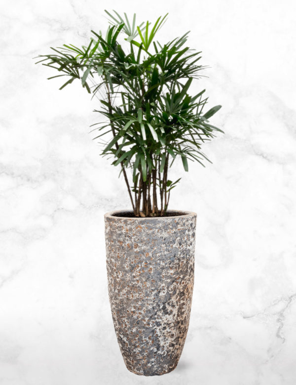 Rhapis Palm M met Relic Rust Metal Alto M