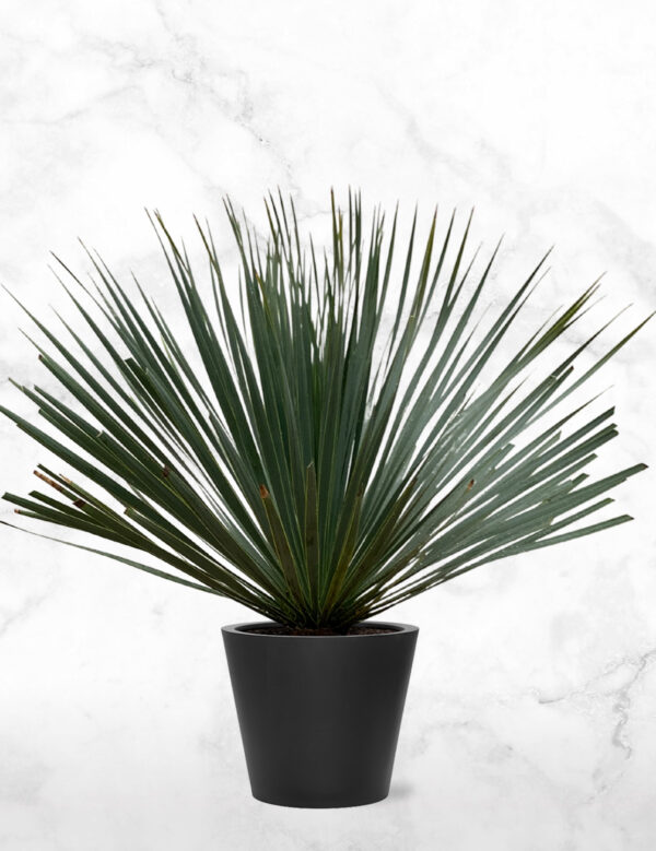 Yucca Rostrata
