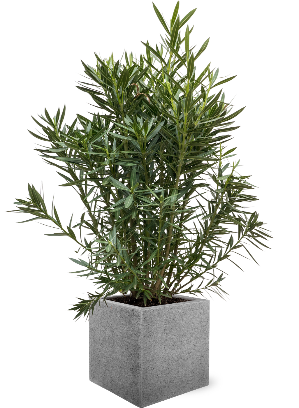 Hervat Midden Assimileren Nerium Oleander Met Chic Struttura Cube Grey 40 cm kopen ? | Chicplants