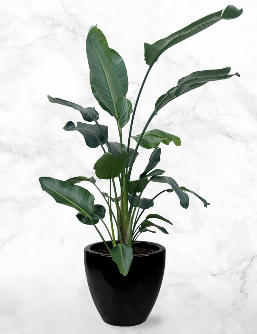 zelfmoord Bestrating Tether Grote mooie kamerplant | Strelitzia kopen? Koop de paradijsvogelplant  online | Chicplants